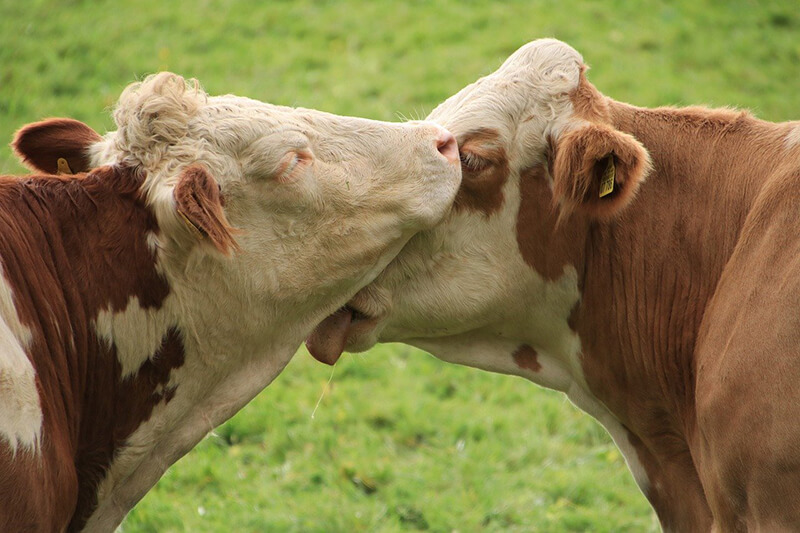 avantages-bovin-vache avantages-bovin-vache