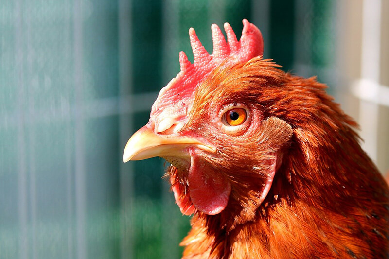 entretien-poule-avicole entretien-poule-avicole
