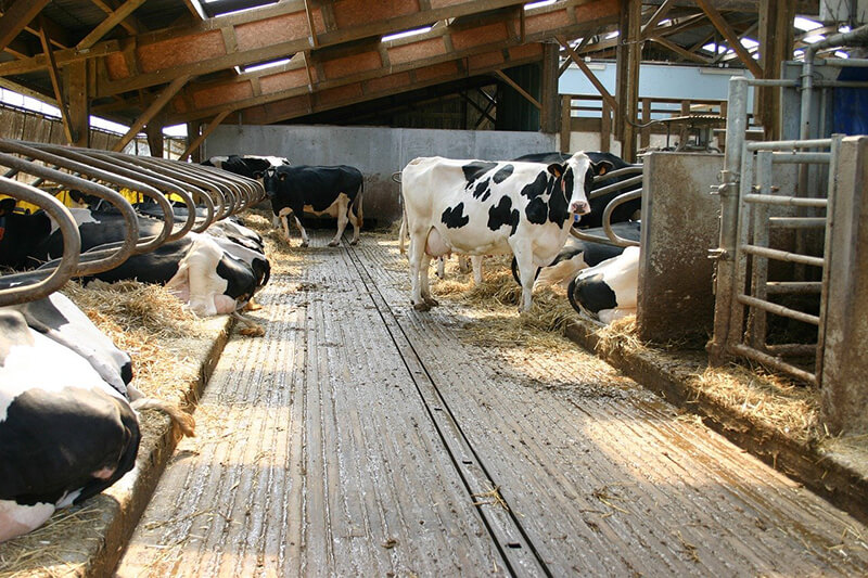 stabulation-bovin-vache stabulation-bovin-vache
